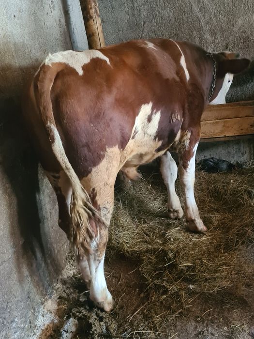Taur de un an bun de rasa baltat posibilitatea de transport greutate cam 400 kg plus minus