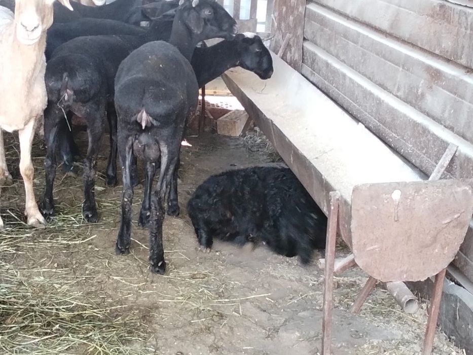 Продам овечку с ягненком