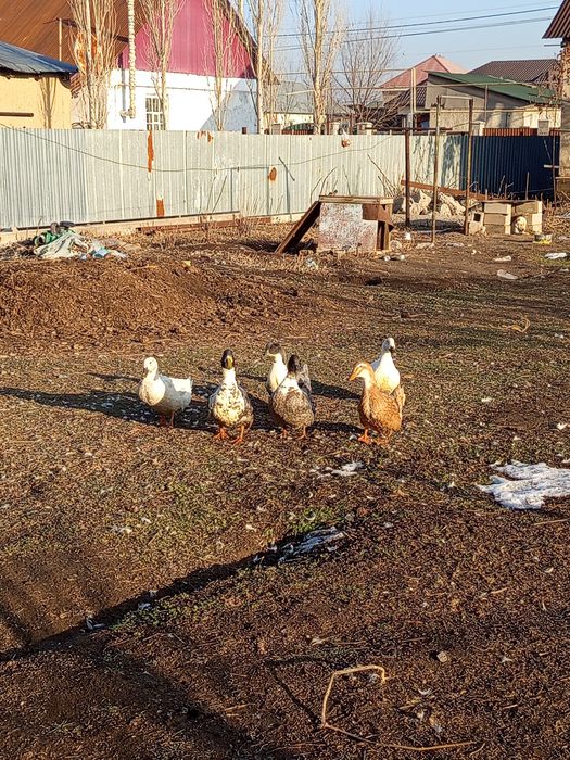 Семіз үйрек сатылады