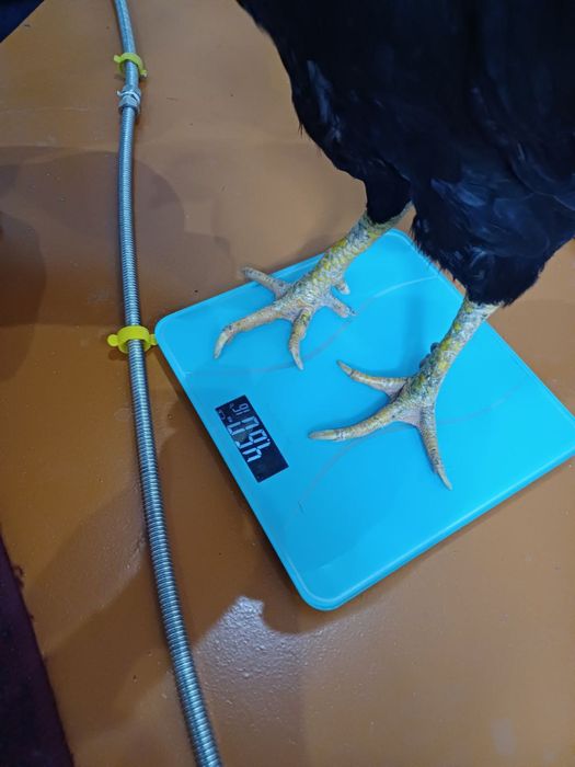 Хуроз сотилади тоза карс плотка зот