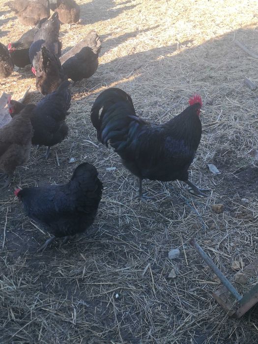 Pui Australorp (Negru și Albastru) – Excelență în Producția de Ouă