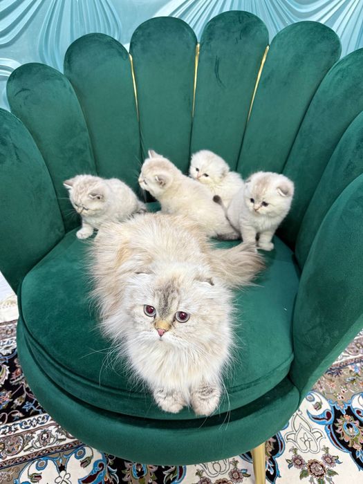 Продается кошка. Шотландская вислоухая. Девочка. Возраст - 2 года.