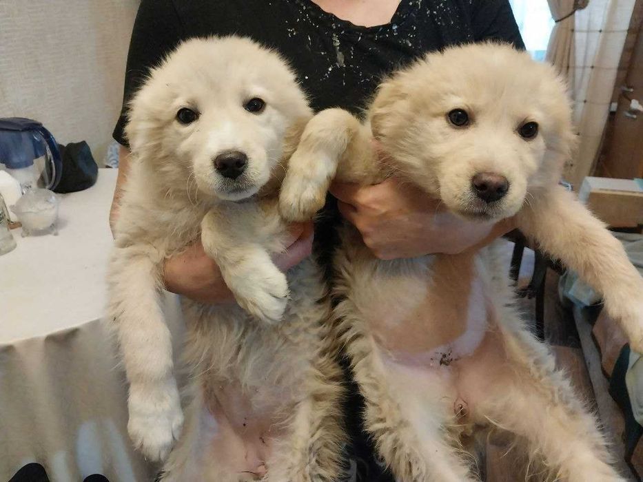 Собаки 2,5 месяца девочки