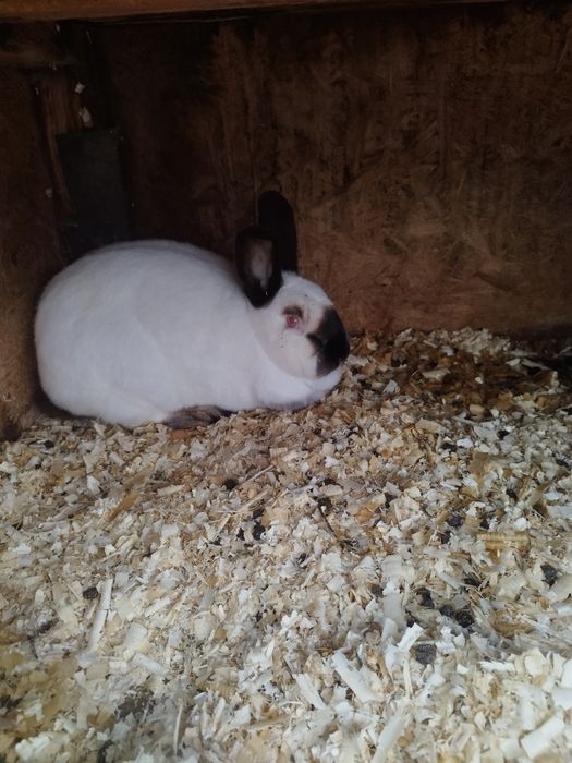 Pereche californian de vânzare