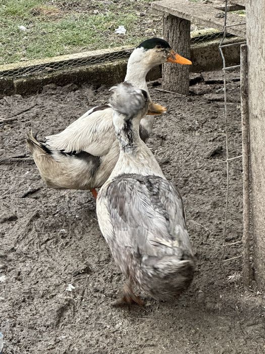 Vând rațe și ratoi