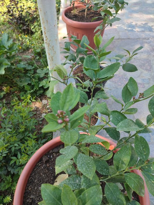 Продается саженцы лимона  сорт Меер 3 летние