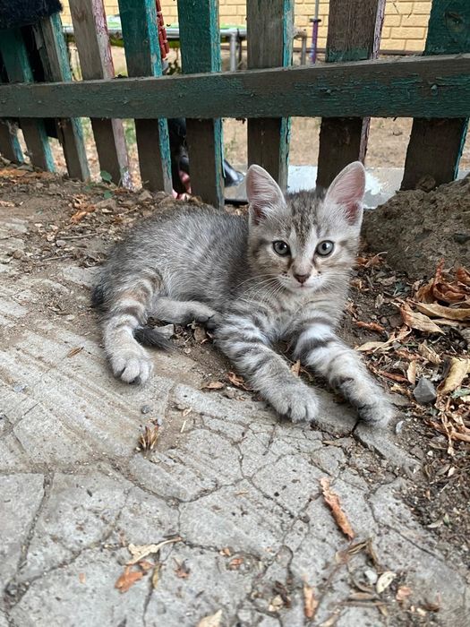 Котята отдам даром
