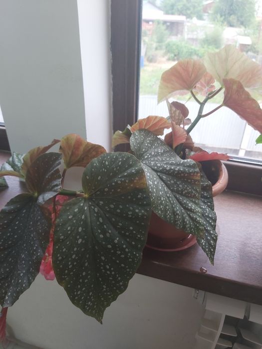 Продам цветы комнатные.