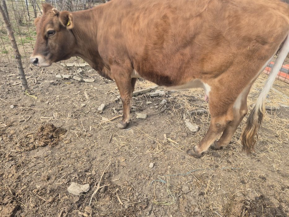 De vânzare vaca cu lapte