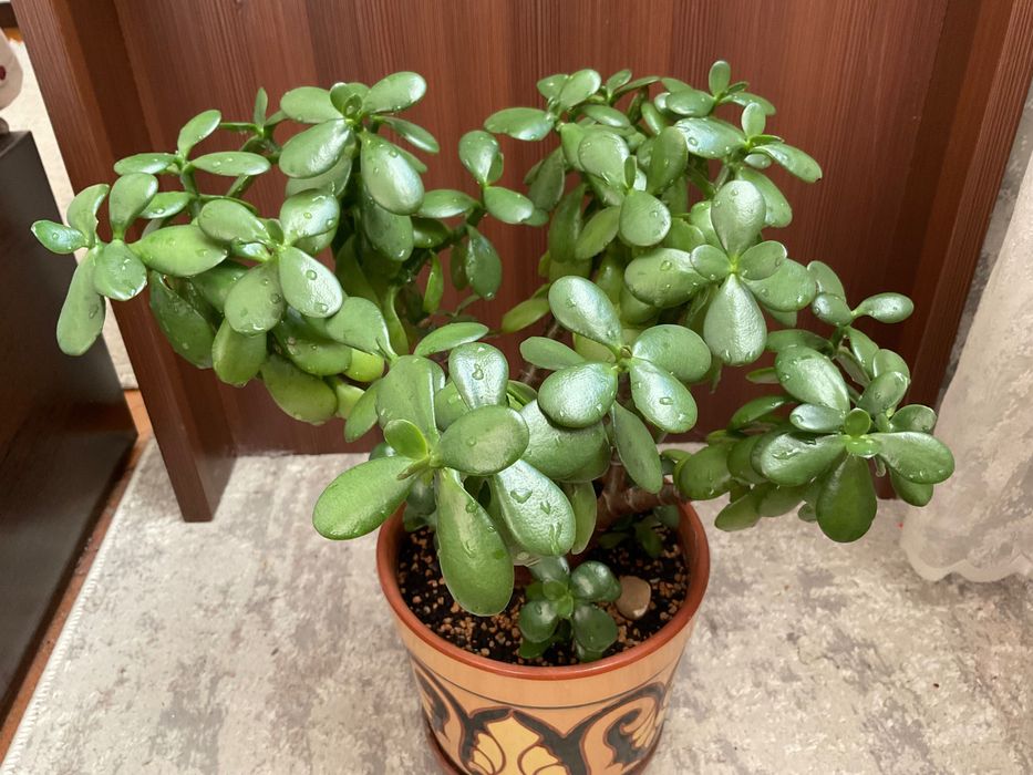 Денежное дерево (толстянка)