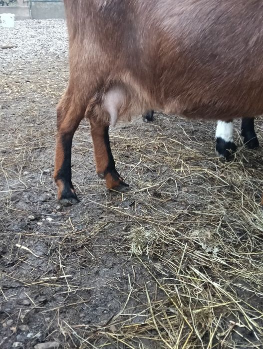 Capre metiș anglonubian -alpin francez