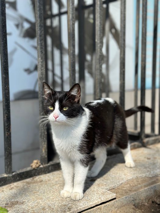 Îmi caut stăpân/ă