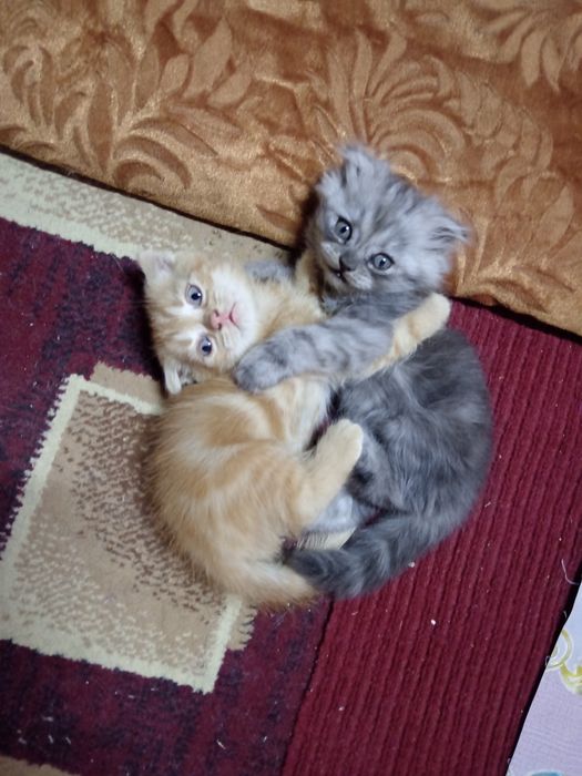 Mushuk bolalari sotiladi.