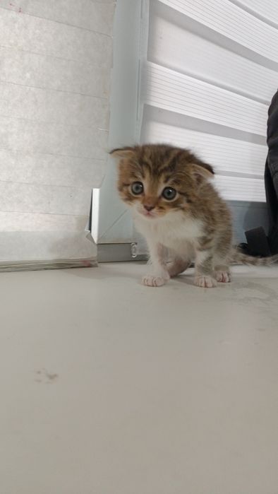 Котенок породистый