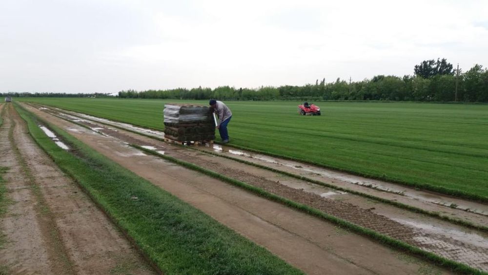 Sisteme   De  irigati   Automatizate