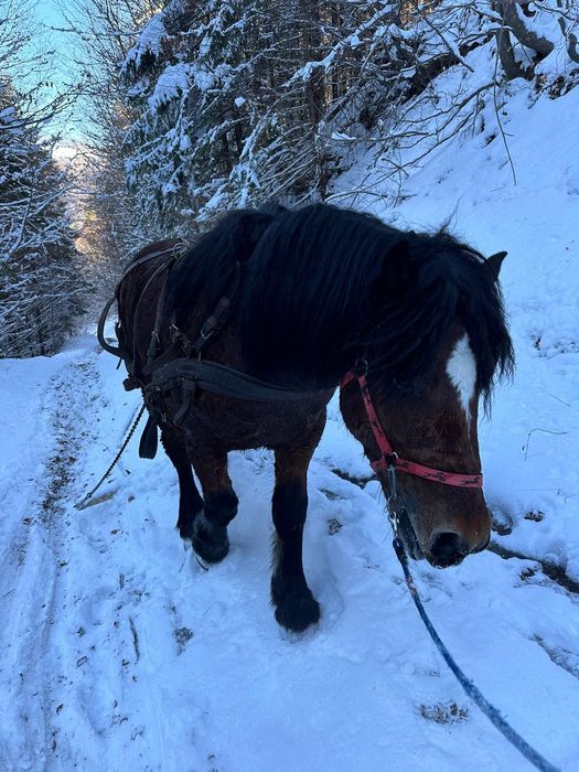 Vând cal bun de ham