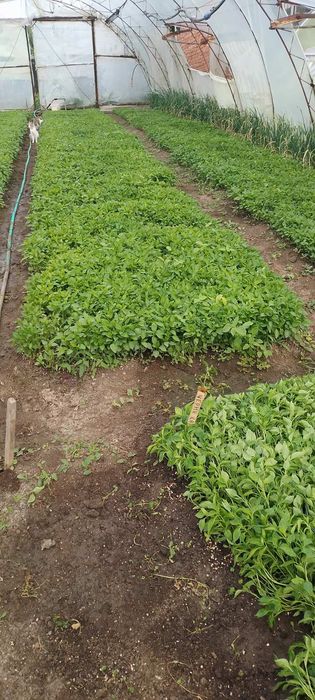 Продавам разсад на едро