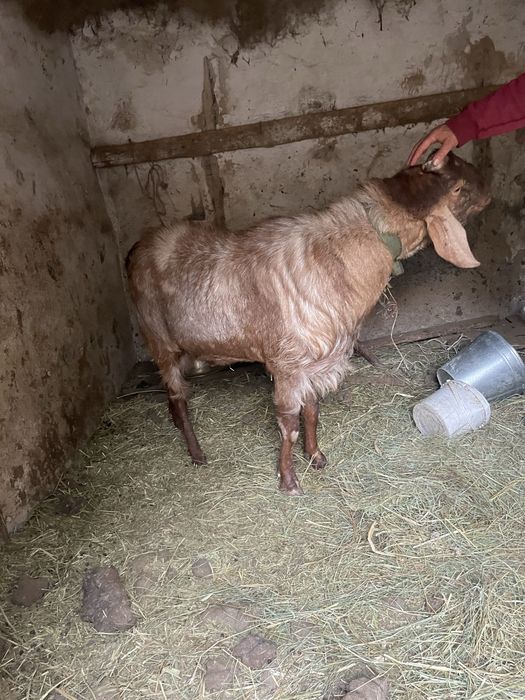 Англо Нубинский козел производитель