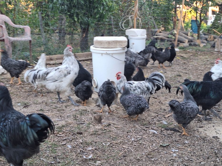Cocoșei și puicuțe Australorp