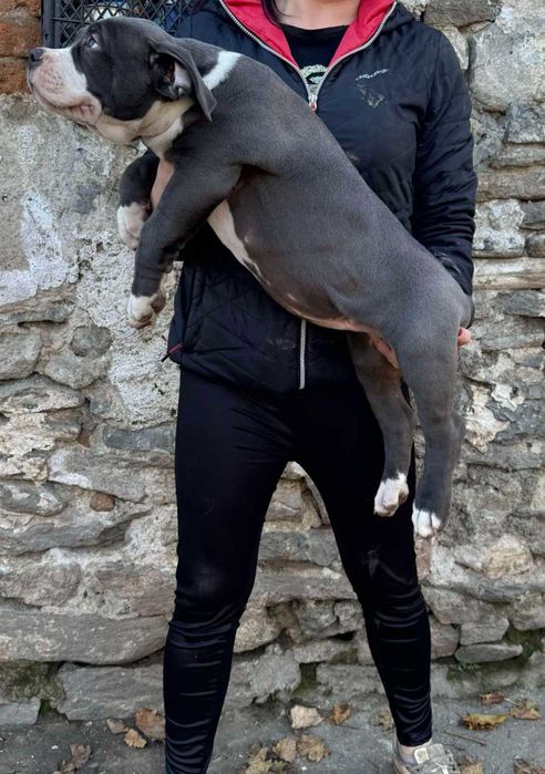 Американско були Хл American bully Xl