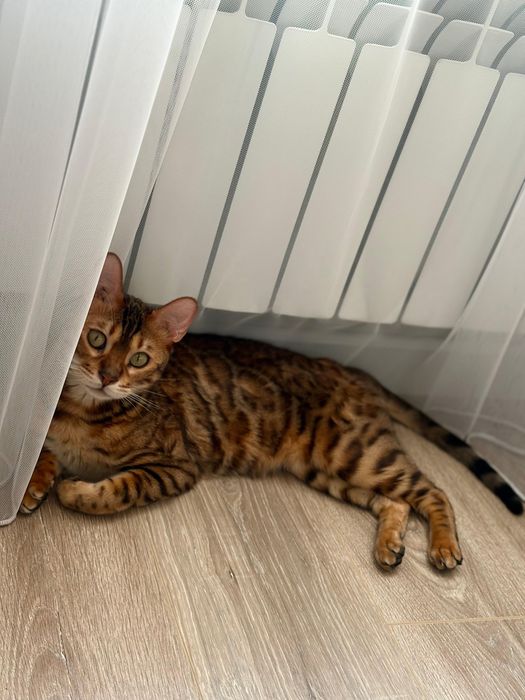 Продам бенгальского кота