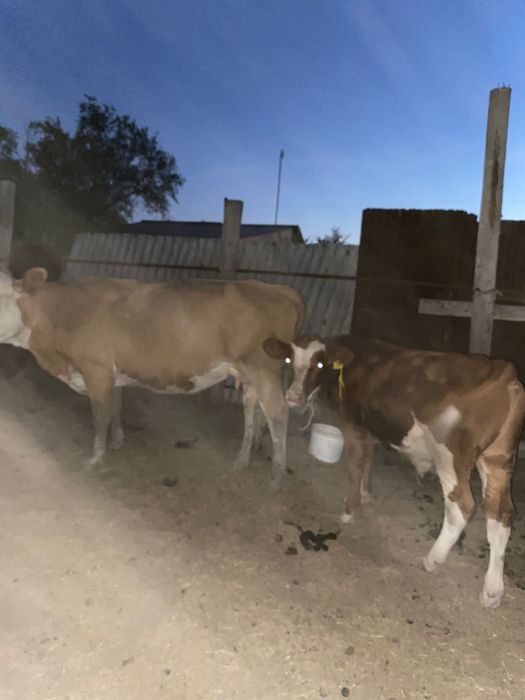 Сиыр ,Корова с телёнкам