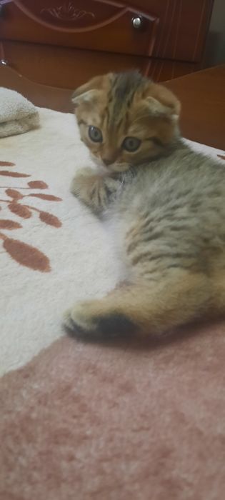 Котята Скоттиш фолд
