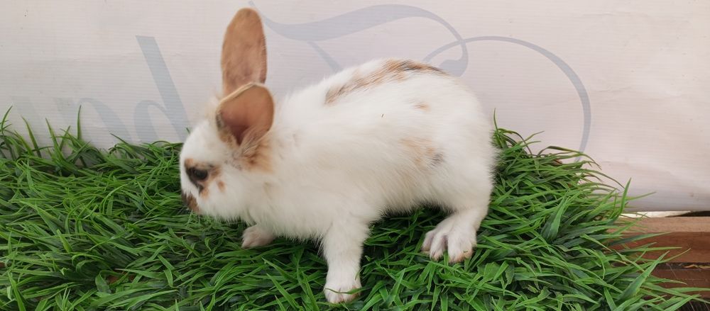 Quyon bolari sotiladi