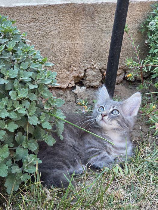 Подарявам котенца