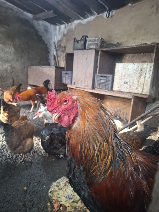 Продам курей и петухов