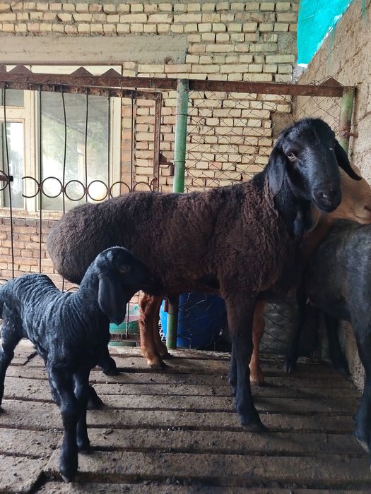 Куй ва кучкорлар оптом сотилади