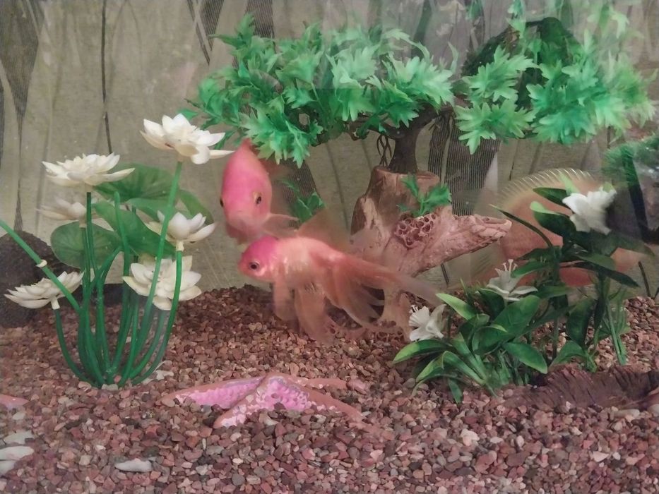 Продаю Аквариум SAE STAR с тумбой, 250 литроов, Китай.