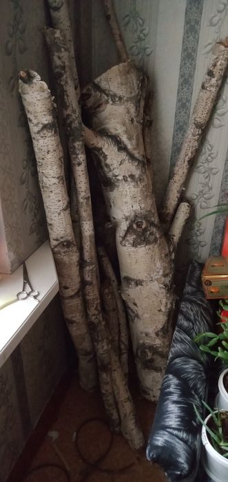 Бревна карагача и березы