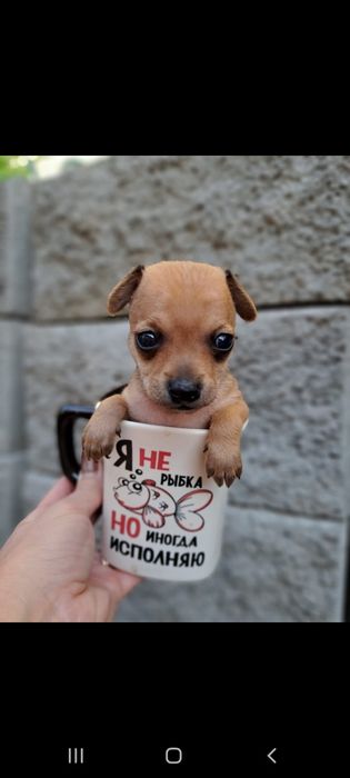 Продам щенков той терьера