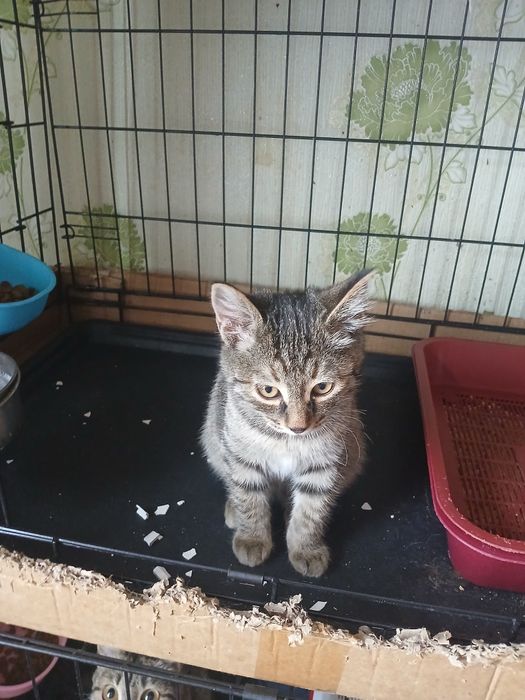 Крутая Кошка девочка в семью