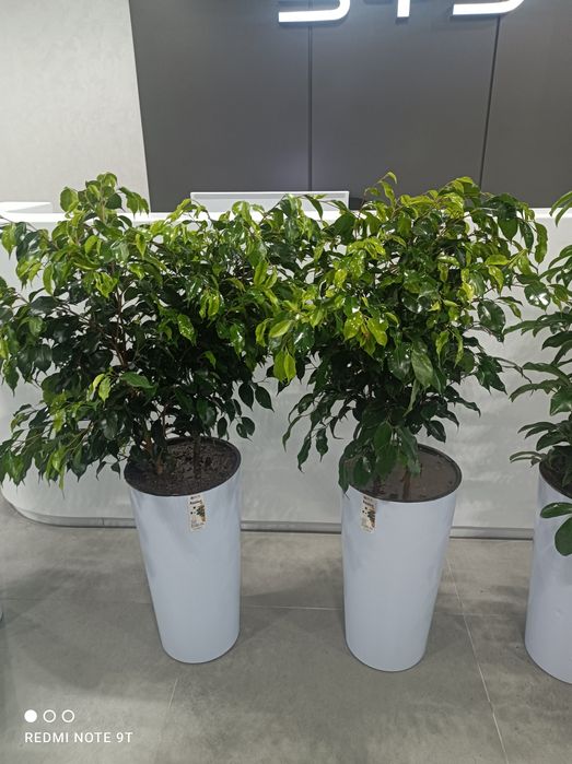 Офисные растения