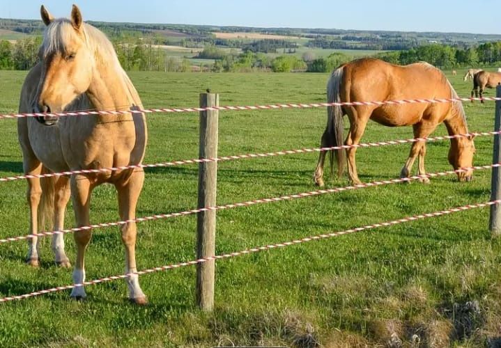 въже за електропастир 500m