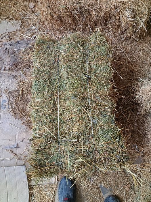 Жоңышқа шөп сатылады.