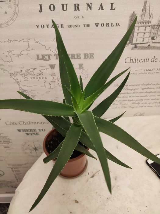 Продам Алоэ лечебный