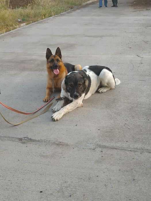 Выгулим ваших любимчиков в любое удобное для вас время