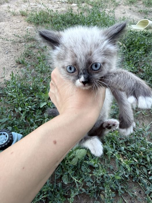 Отдам котят в добрые ручки