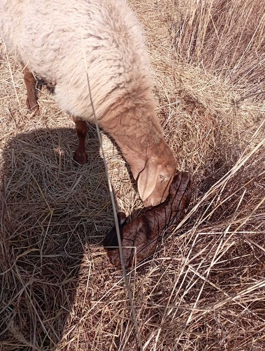 Куйлар сотилади тугган ва бугоз
