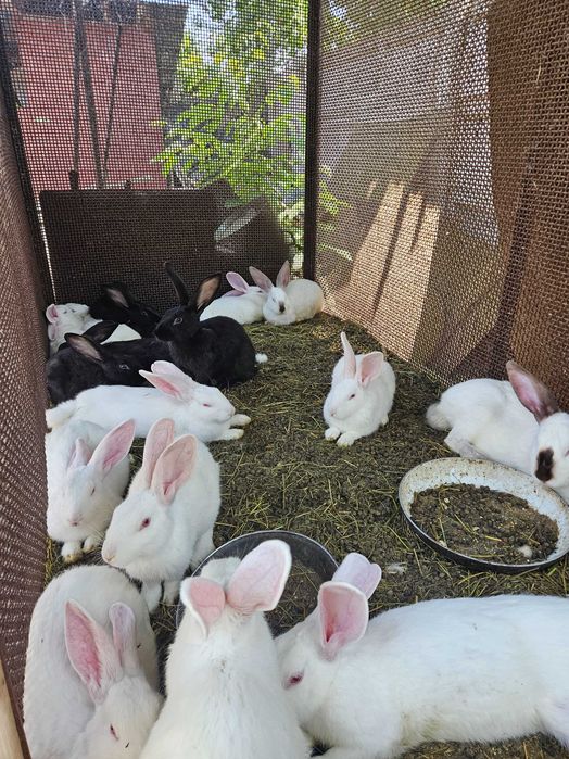 Vând iepurași 60-120 lei/buc, Pestisu Mare, Hunedoara