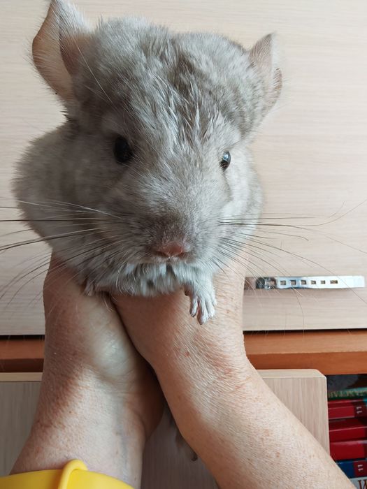 Продам шиншиллу,  девочка