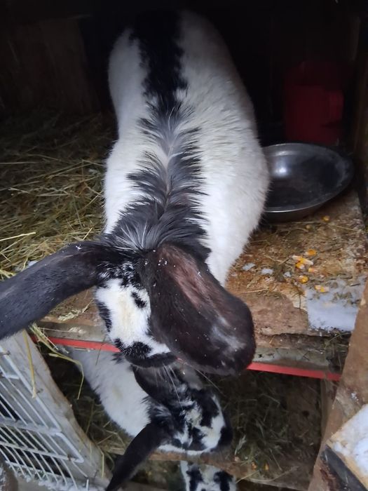 Iepuri fluture german, femela uriașă