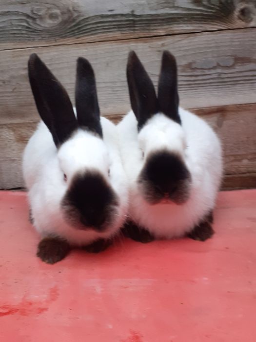 Vlnd cocosi brahma Columbia