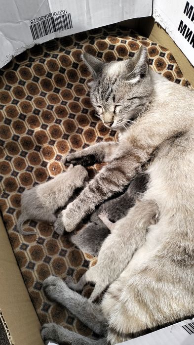 Отдам котят в добрые руки