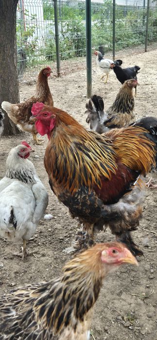 Oua de incubat de la toate găinile din poză