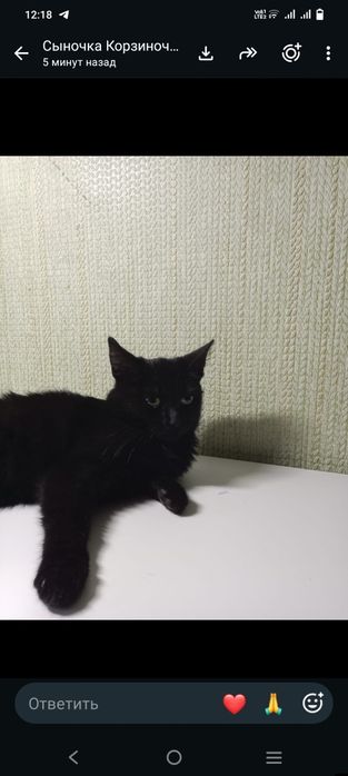 Отдам котенка мальчик