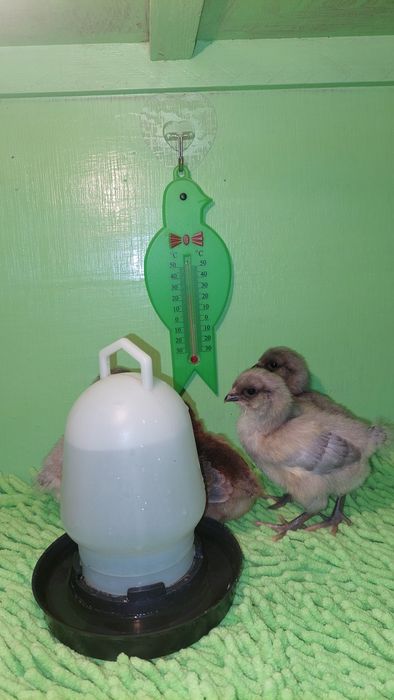 Циплята амераукана.